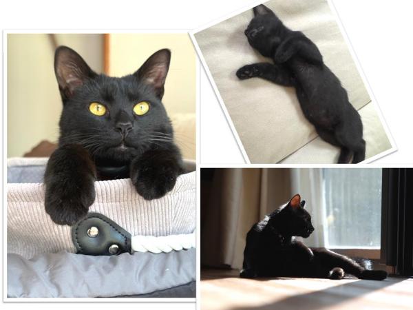 黒猫2