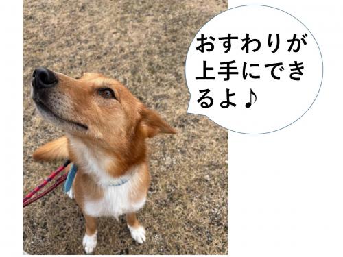 犬おすわり