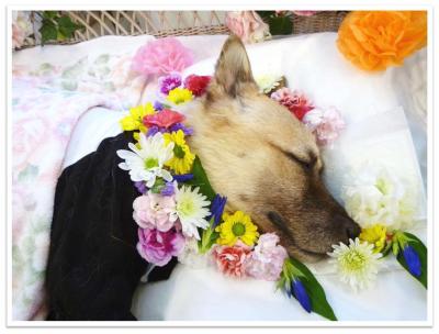 花に囲まれて眠る諭吉(横顔)