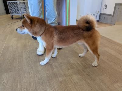 迷い犬、柴犬風、横の写真