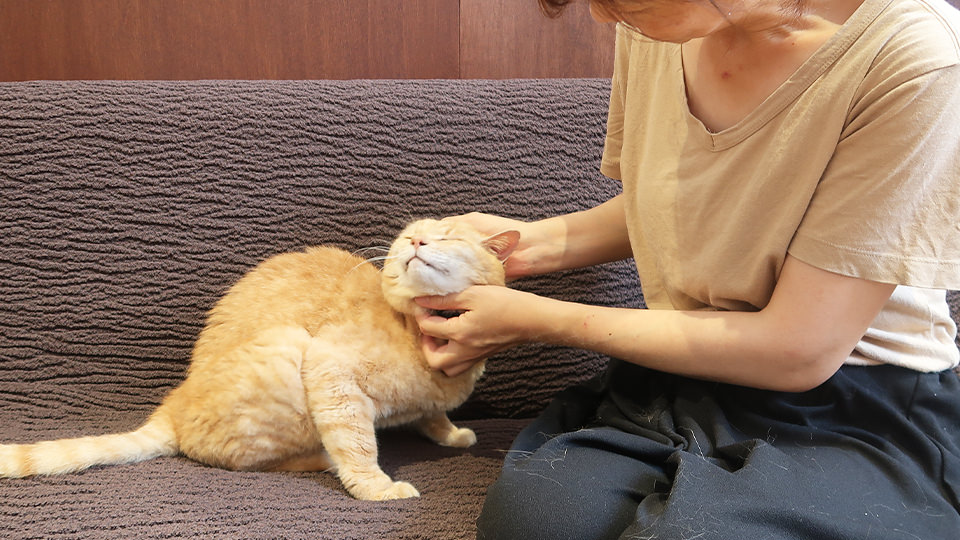 ねこふれあい