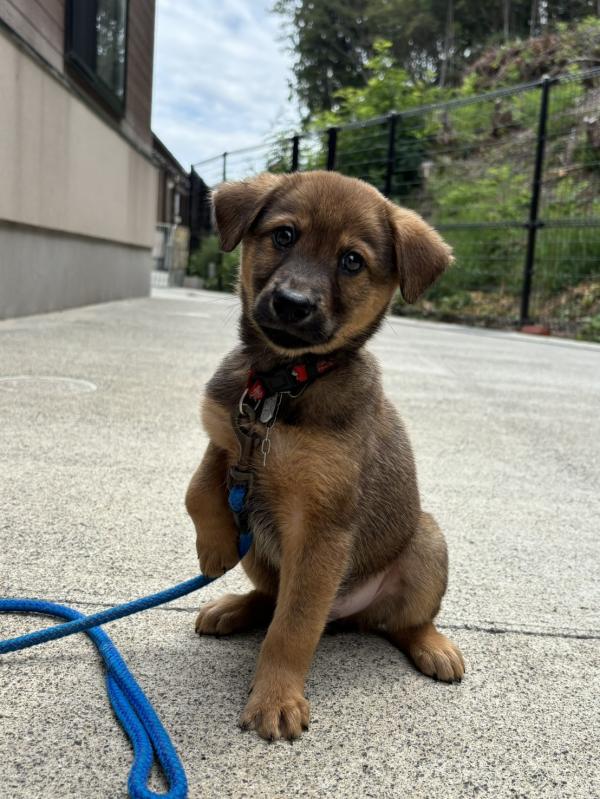 譲渡子犬73番