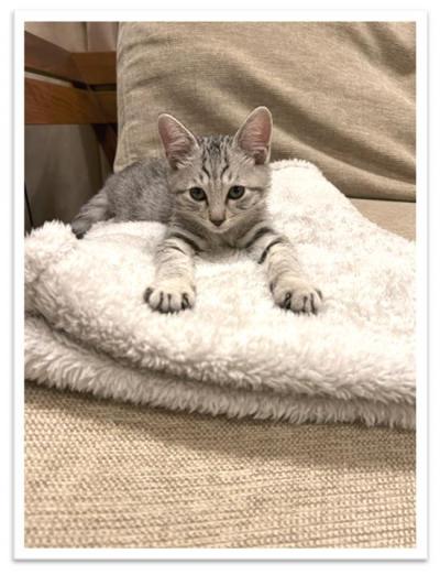 子猫の時のレン