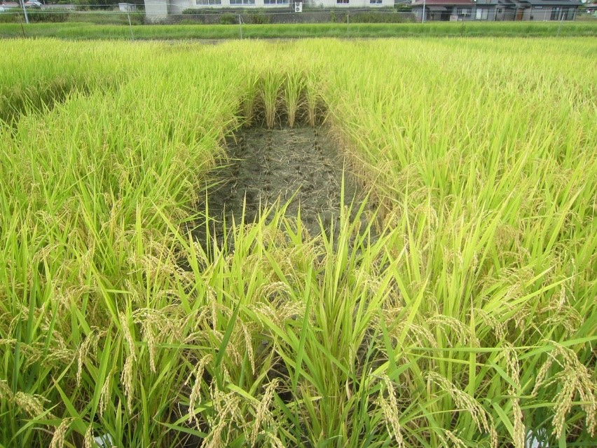 収量性調査のために群落の内側を刈り取った試験区