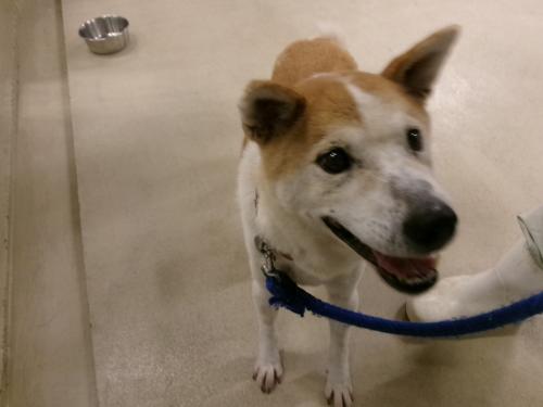 迷い犬の写真正面