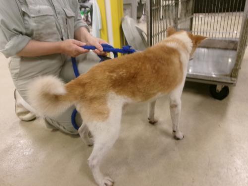 迷い犬の写真横