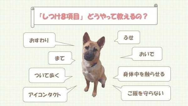 しつけ８項目