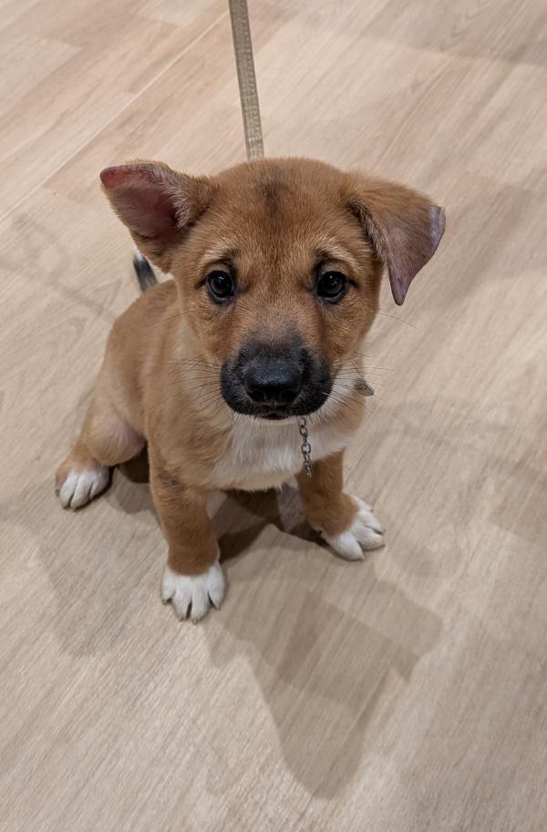 譲渡子犬87番