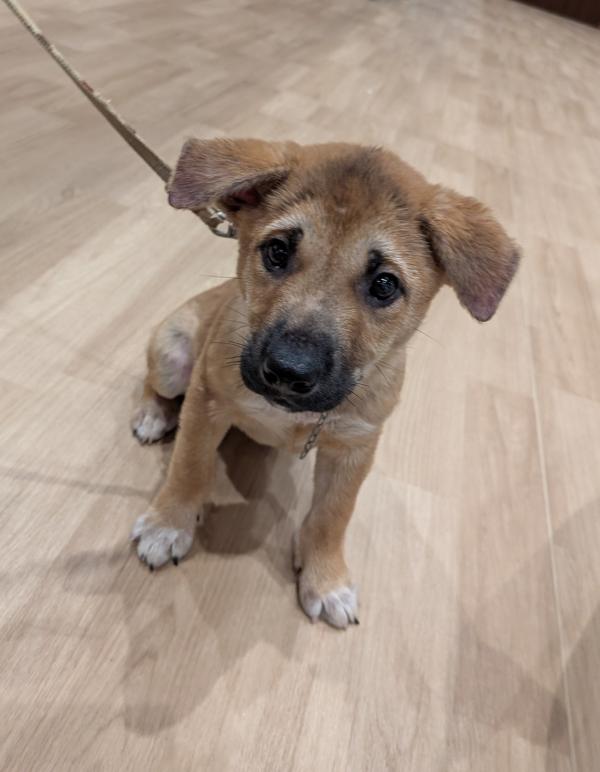 譲渡子犬88番