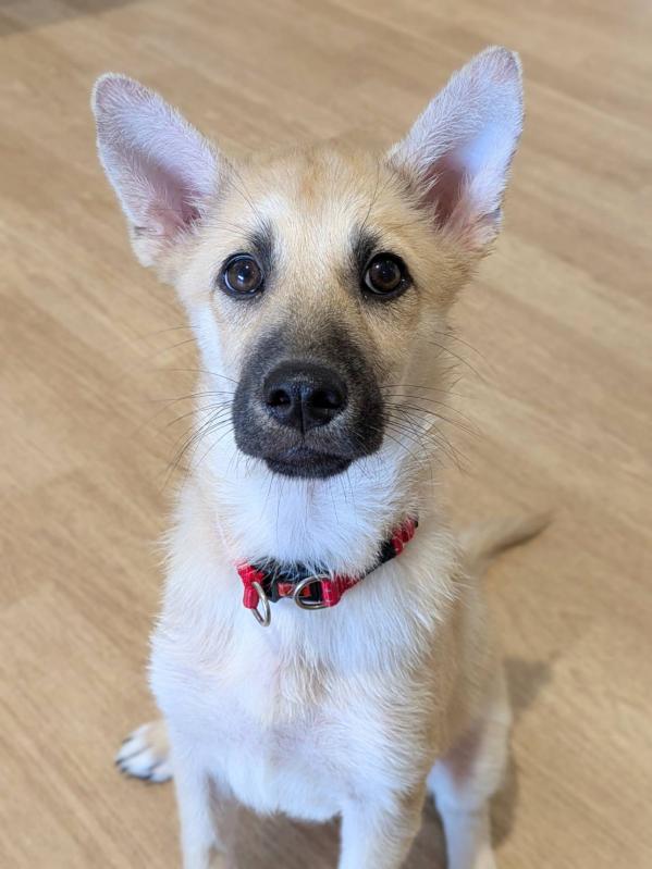 譲渡子犬71番