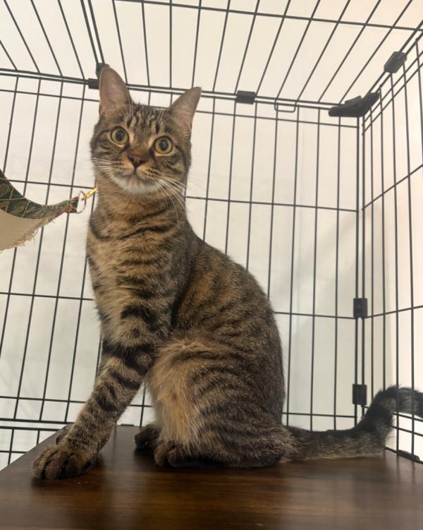 譲渡用猫