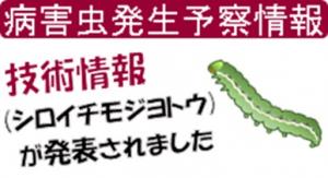 シロイチモジヨトウ