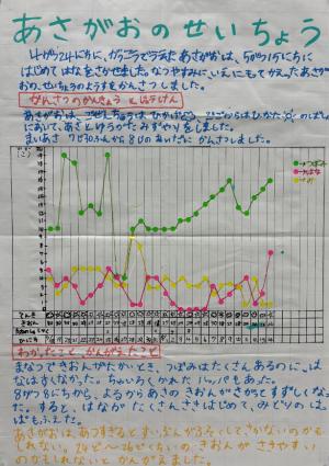 あさがおのせいちょう