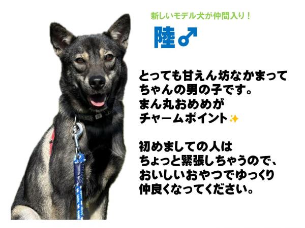 陸