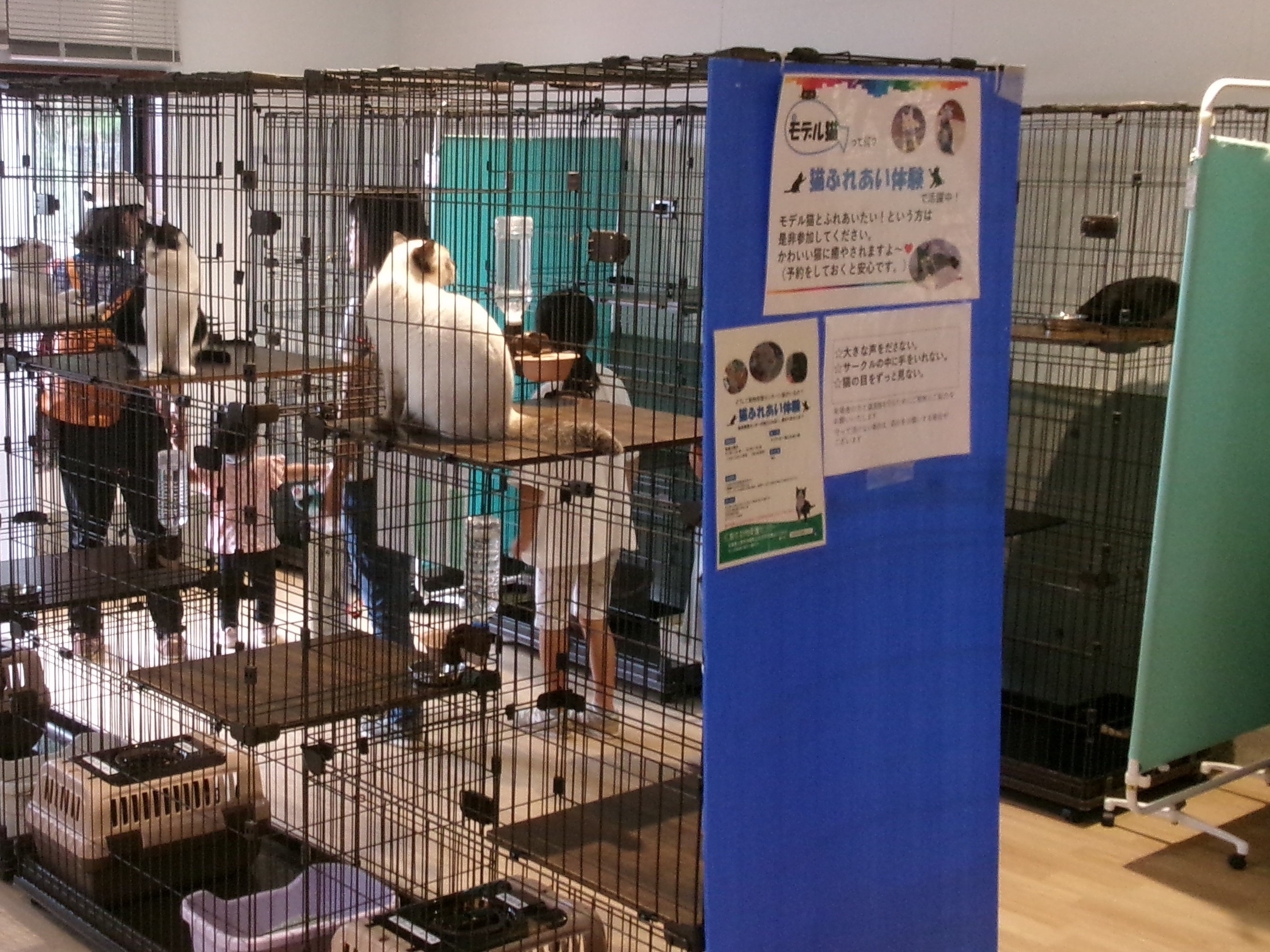 譲渡会