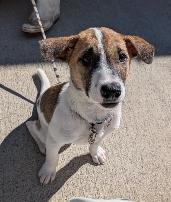 譲渡子犬93番