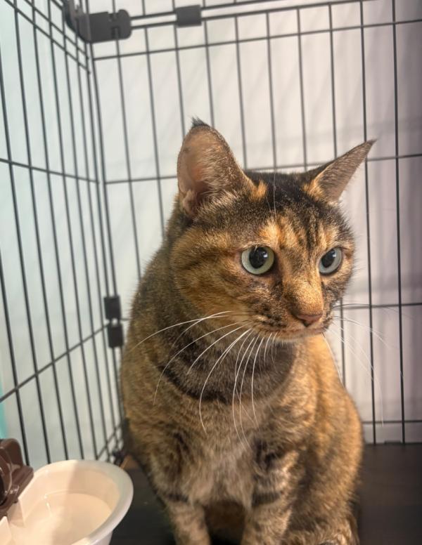 譲渡用猫
