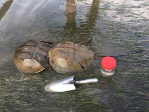 カブトガニ①