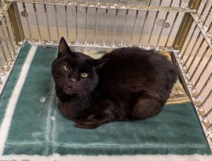 黒猫、横