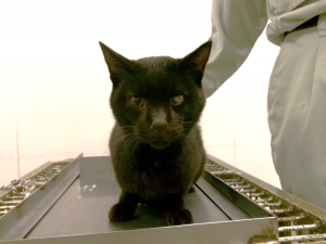 黒猫、真正面
