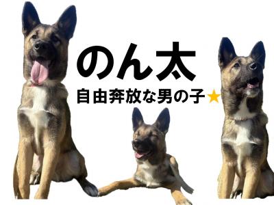 のんた