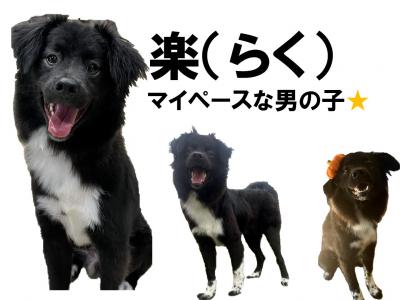 らく