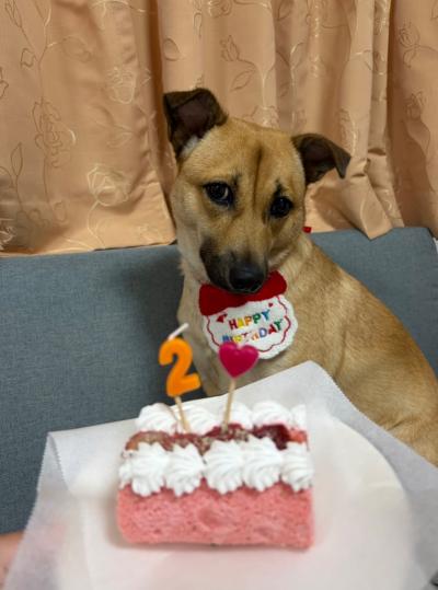 犬1