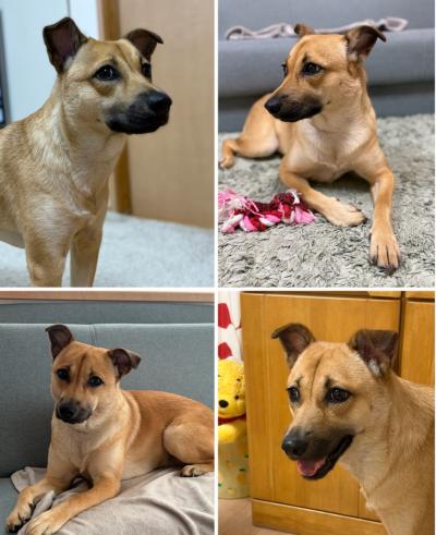 犬2