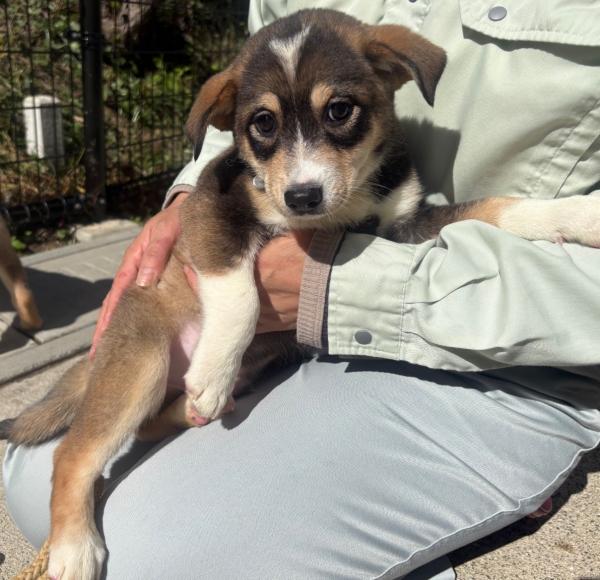譲渡用犬