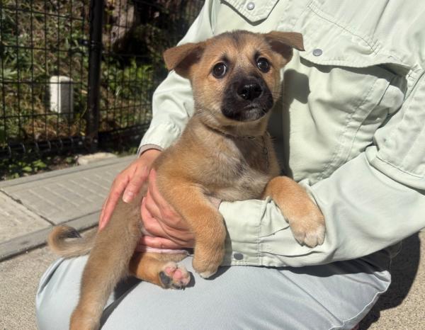 譲渡用犬