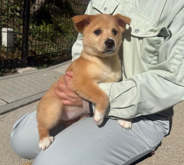 譲渡用犬