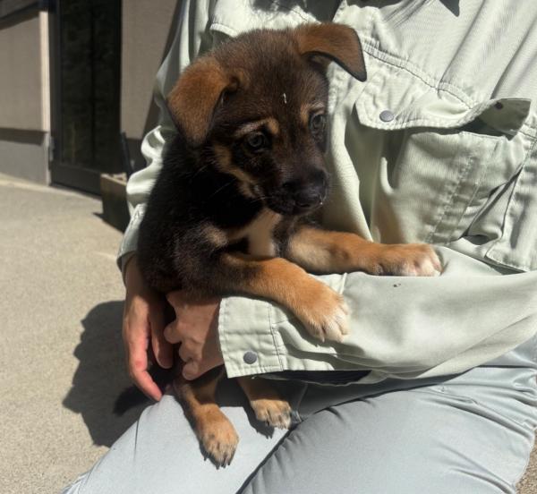 譲渡用犬