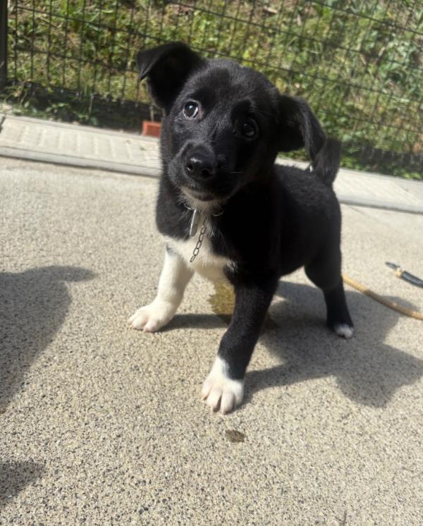 譲渡用犬