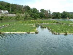 植生浄化施設（浮き花壇）の画像