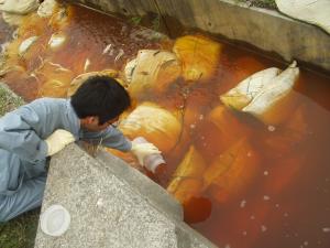 水質事故写真