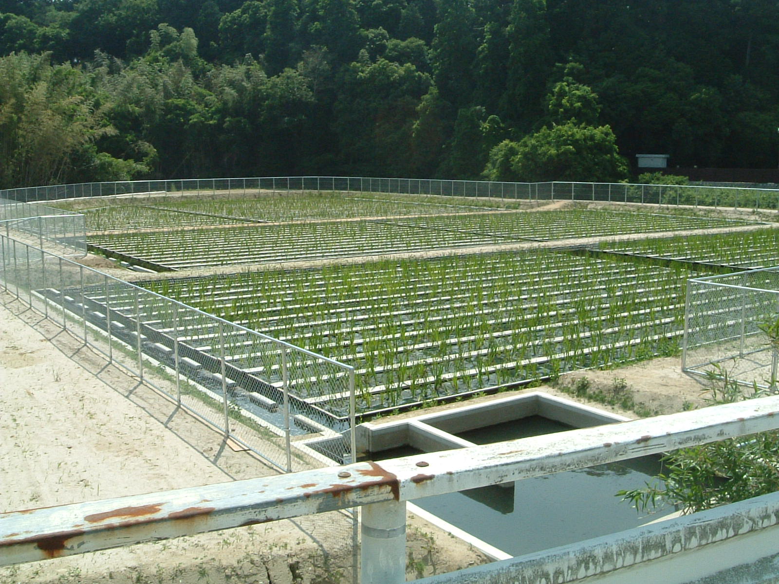 植生浄化施設（植生水路）の画像