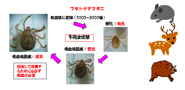 マダニ 初期 症状