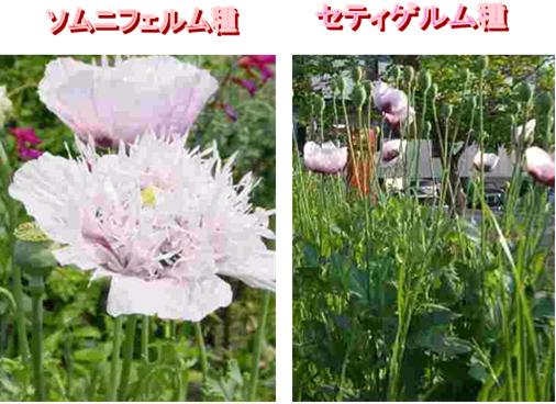 の 花 自生 ケシ