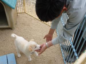 子犬の社会化