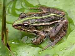 トノサマガエル