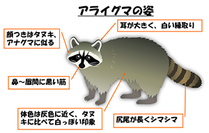 アライグマの姿