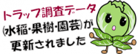 キャベツ