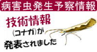 コナガ