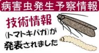 トマトキバガ