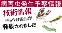 チョウ目バナー