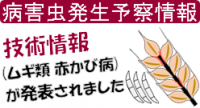 ムギ類赤カビ病技術情報