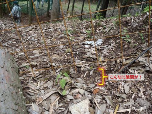 ワイヤーメッシュ柵下の隙間