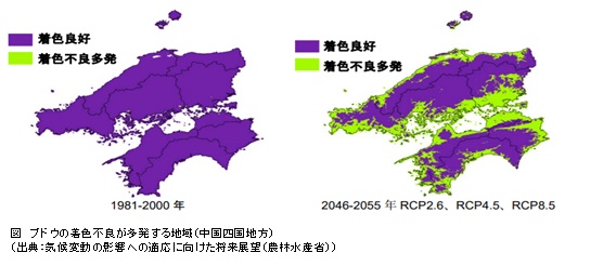 ブドウ着色不良