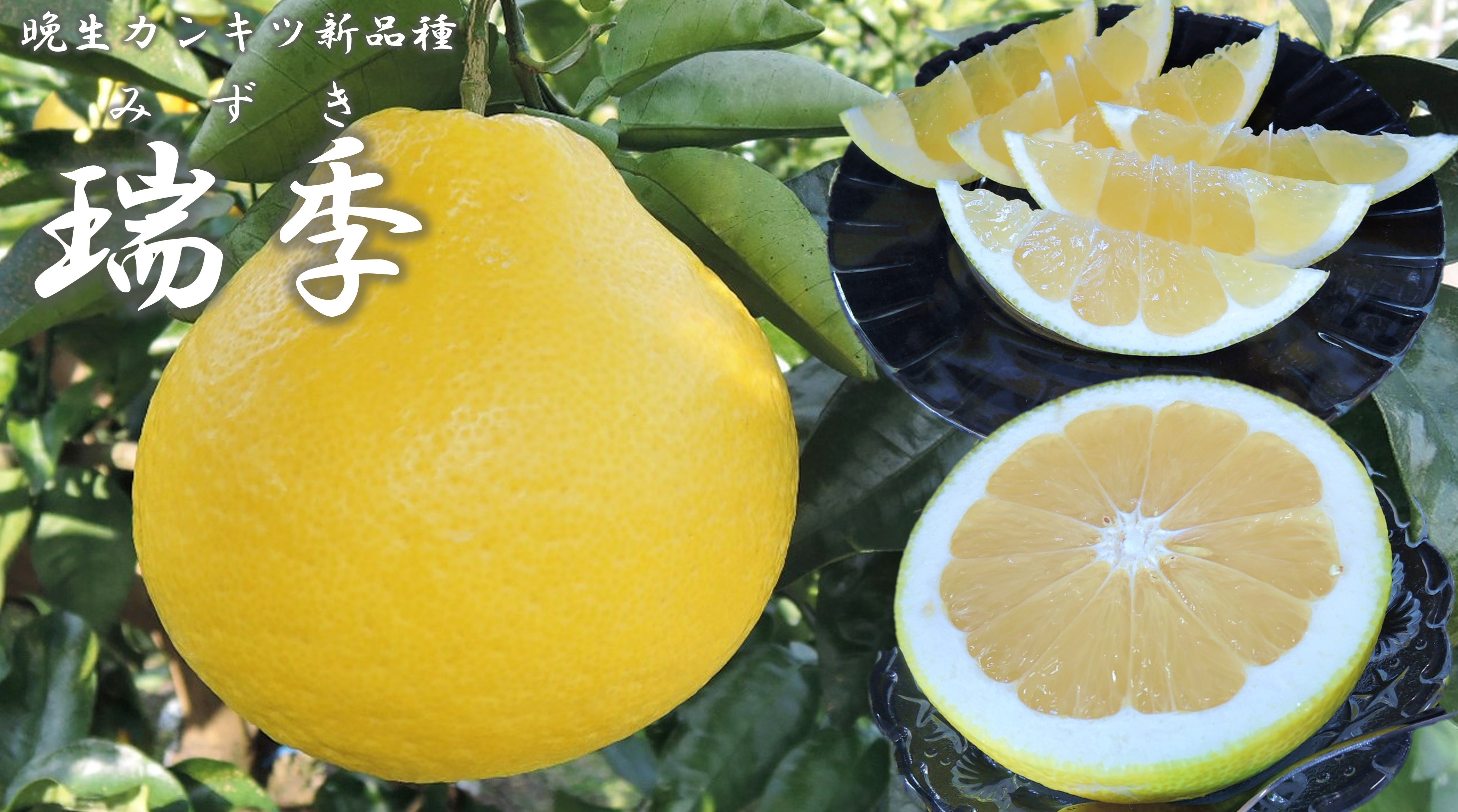 瑞季の写真