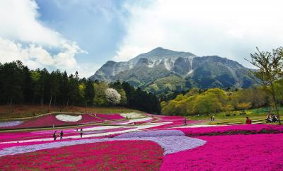 埼玉県の画像（羊山公園の芝桜）